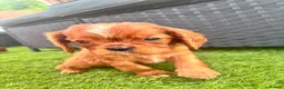 Cavalier King Charles Spaniel dogs for sale: Cavalier King Charles puppies - Advert 10