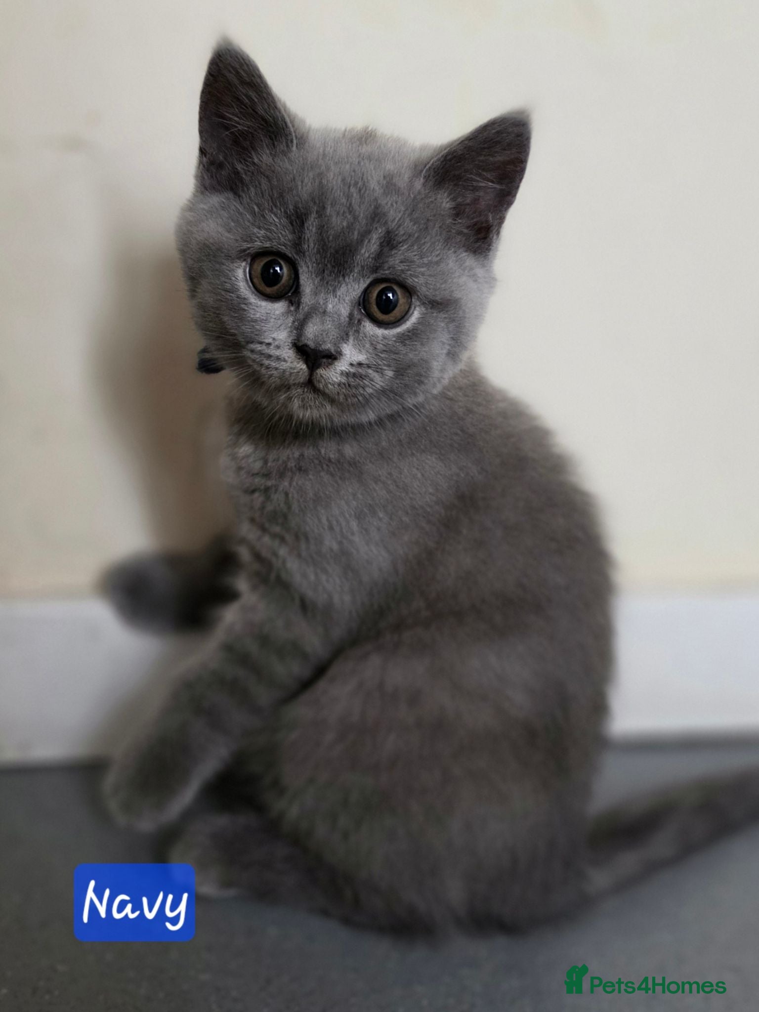 British Shorthair cats 2 straight ear boys and 4 fold girls,fluffy 🐾🐈‍⬛ - Advert 18