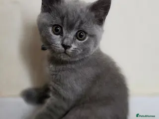 British Shorthair cats 2 straight ear boys and 4 fold girls,fluffy 🐾🐈⬛ - Advert 18