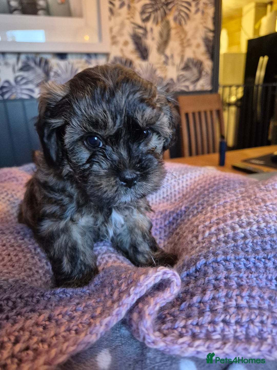 Shihpoo dogs for sale: Shihpoo Puppy 1 - f1 shihpoo puppies - Image 1