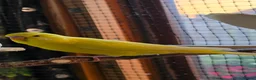 Budgerigars birds for sale: Young Budgies: Semi-tamed Lutino & Albino for sale - Advert 15