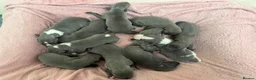 Whippet dogs for sale: Beautiful blue whippets in Kilgetty - Advert 11