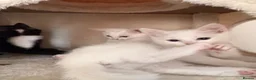 Mixed Breed cats for sale: Beautiful Kittens  - Advert 5