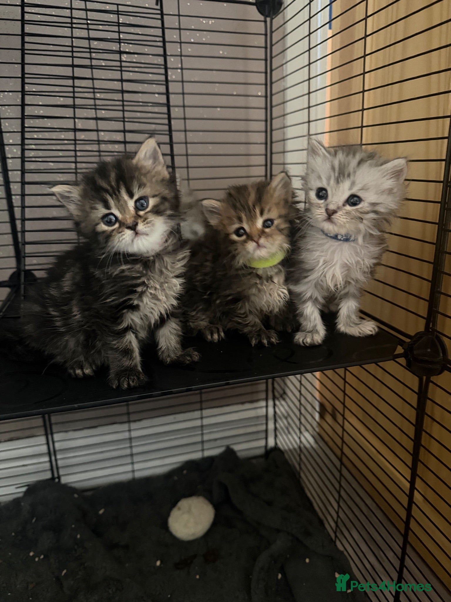 Maine Coon cats 5 Maine coon cross Persian - Advert 13