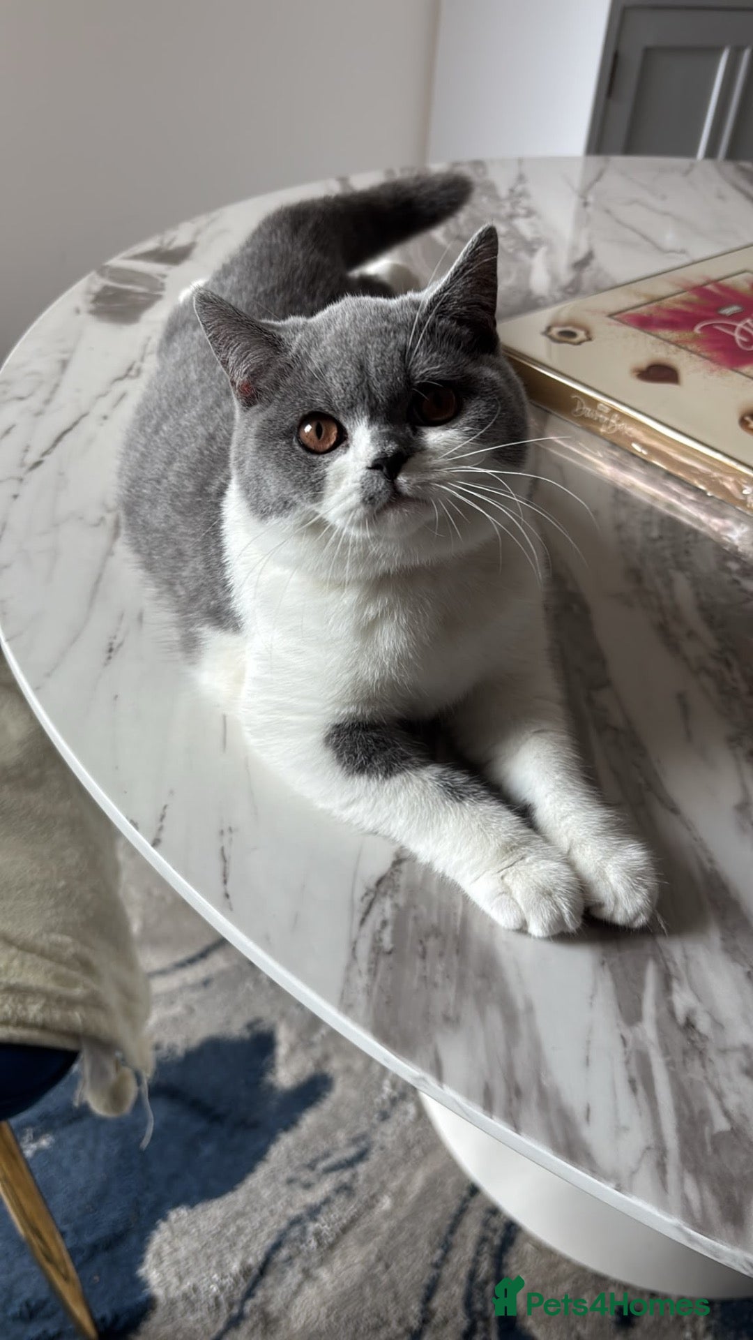British Shorthair cats 🧸last 3 Chunky British Shorthair Kittens left🧸 - Advert 2