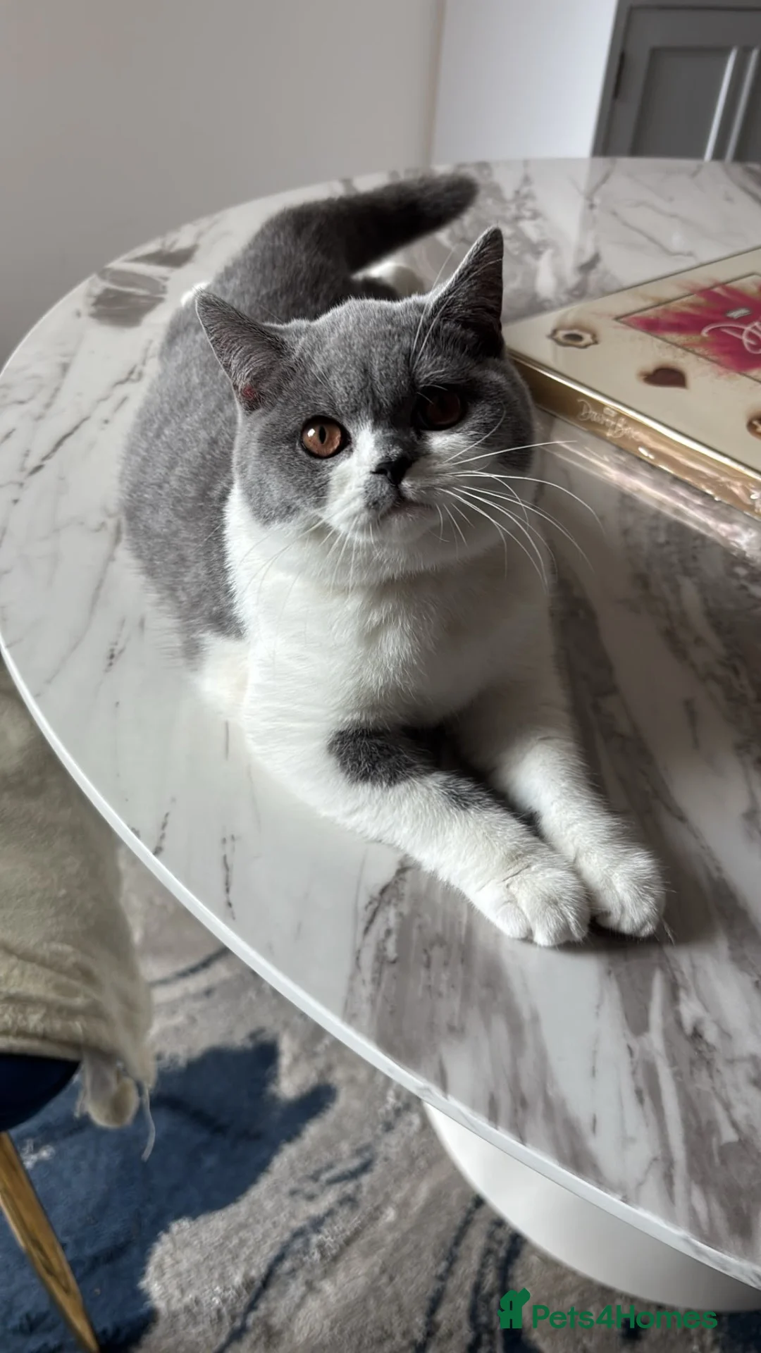 British Shorthair cats for sale: 🧸1 Chunky British Shorthair Kittens left🧸 - Advert 2