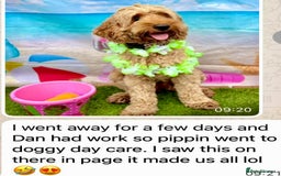 Cockapoo dogs for sale: 4⭐️Licensed Breeder Cockapoo Puppies - Image 25