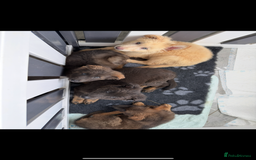 German Shepherd dogs for sale: Ready now pedigree German shepherd puppies - Image 5