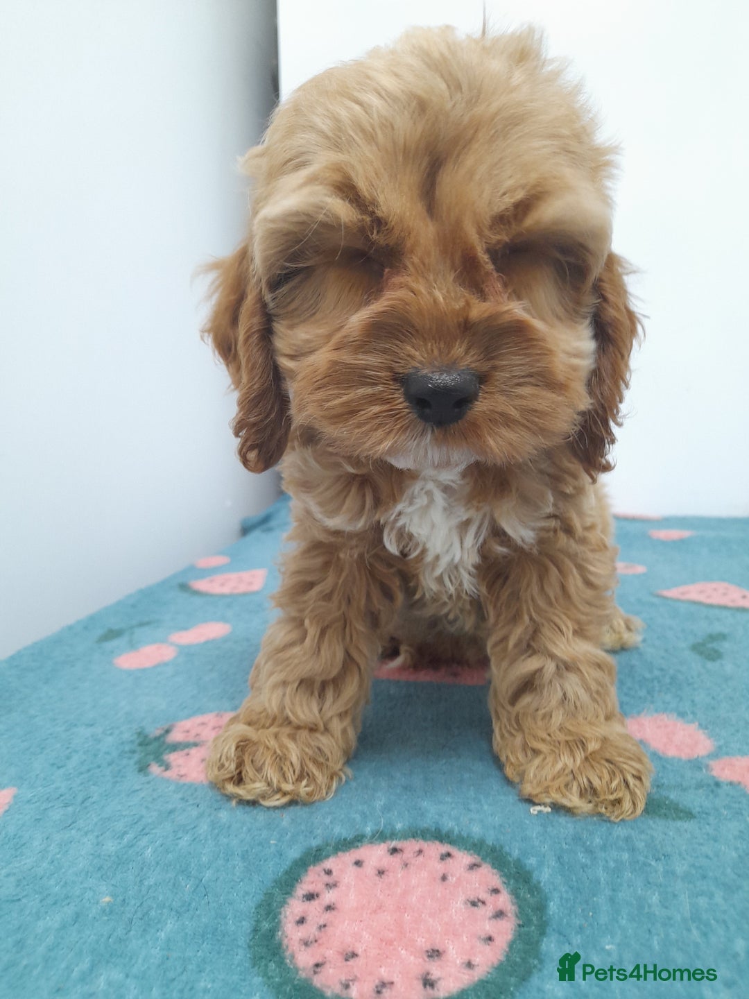 Cockapoo dogs for sale: Beautiful cockapoo puppies ready now - Advert 20