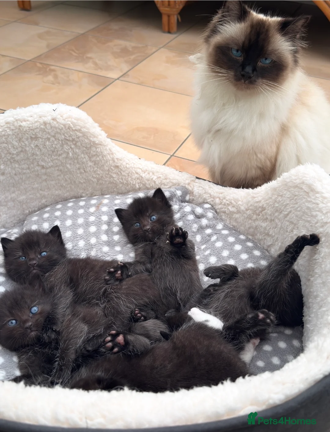 Mixed Breed cats for sale: Ragdoll mixed kittens  in Luton - Advert 5