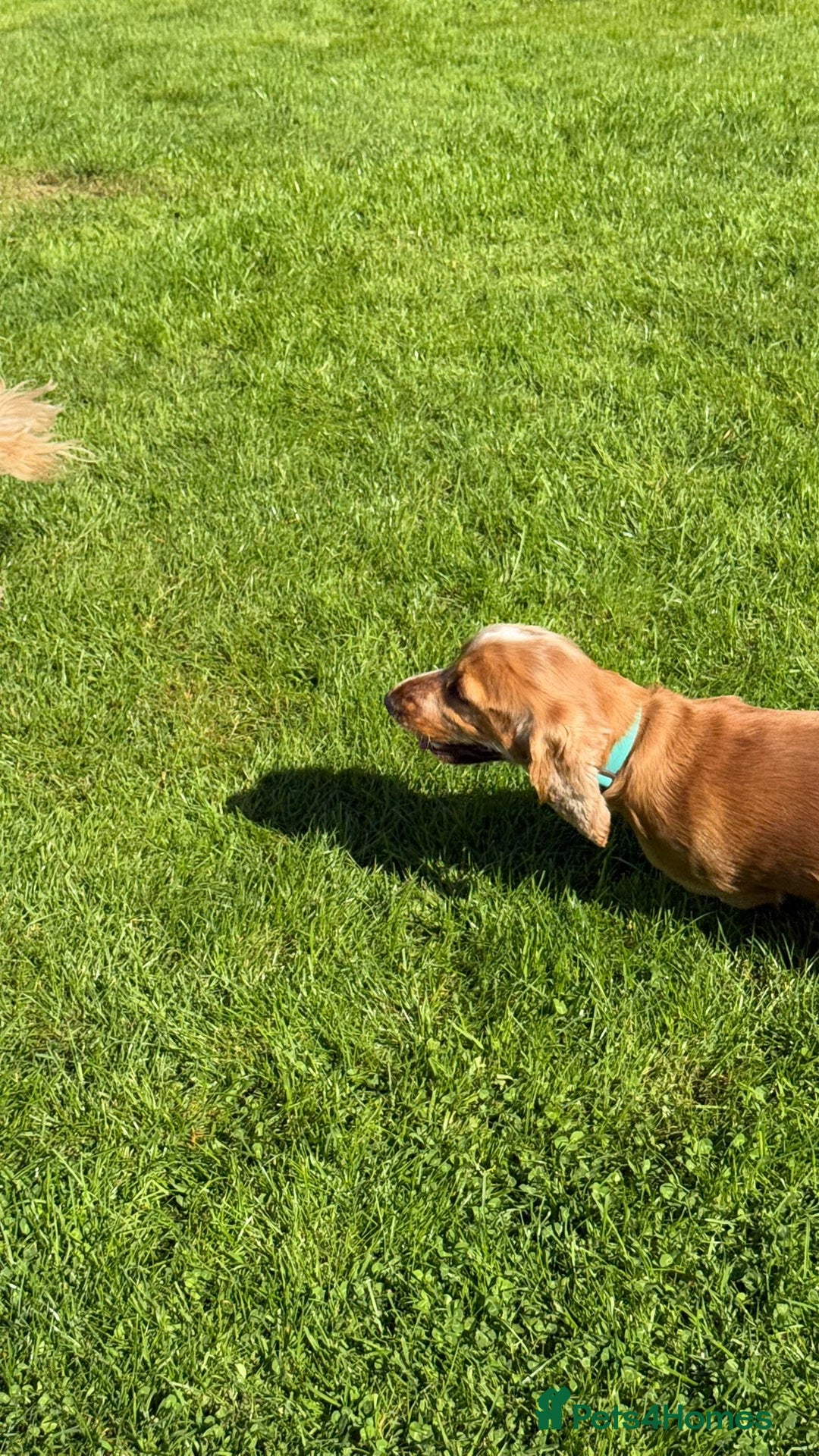 Cocker Spaniel dogs for stud: Honey - Advert 12