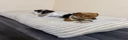 Jack Russell dogs for sale: Minature jack russells in Coventry - Advert 14