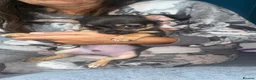 Chihuahua dogs for sale: Beautiful chihuahua puppies looking for a home in Lyndhurst - Advert 7
