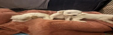 Mixed Breed 3