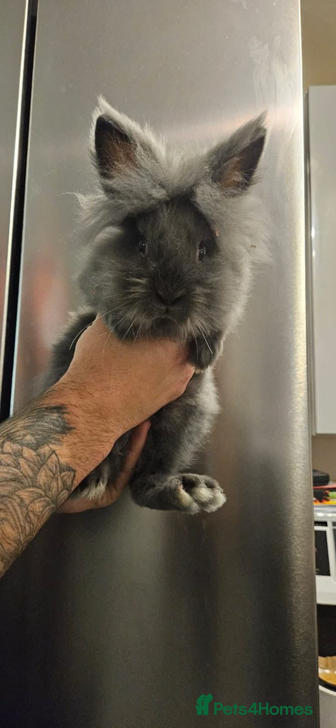 Lionhead rabbits for sale: Lionhead bunnies x2 male - Advert 3