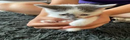 Mixed Breed cats for sale: We are ready for our new homes - Advert 4