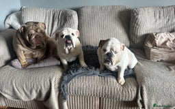 English Bulldog dogs for sale: Brother and sister for sale £2500 for both  - Advert 4