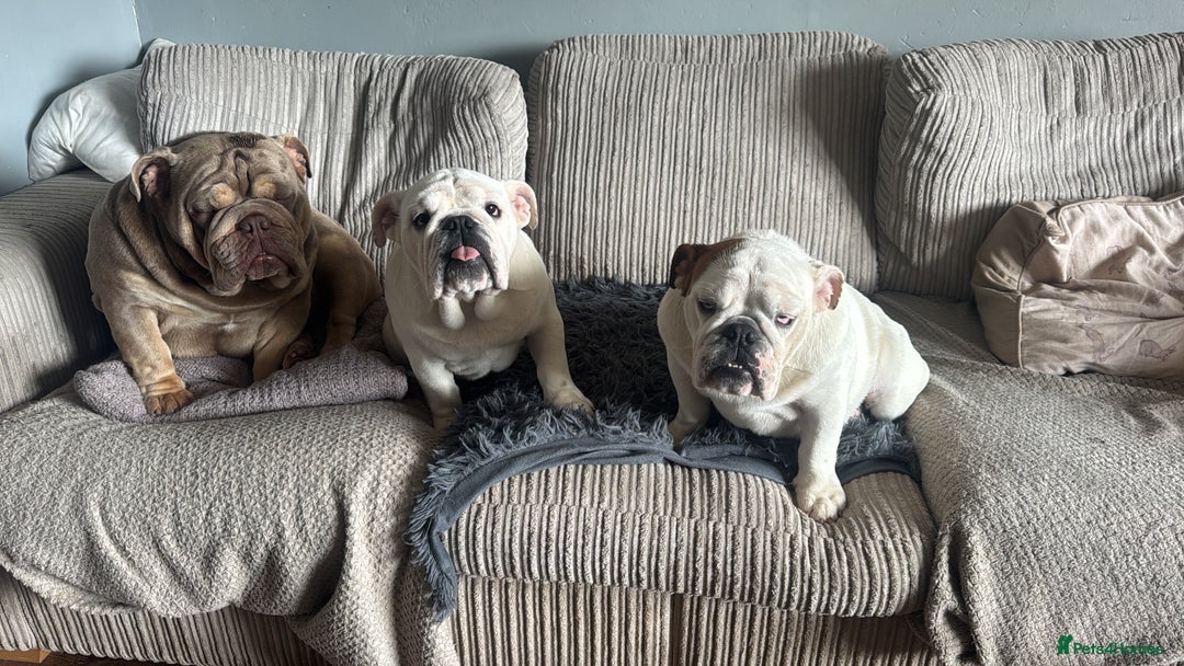 English Bulldog dogs for sale: Brother and sister for sale £2500 for both  - Advert 4