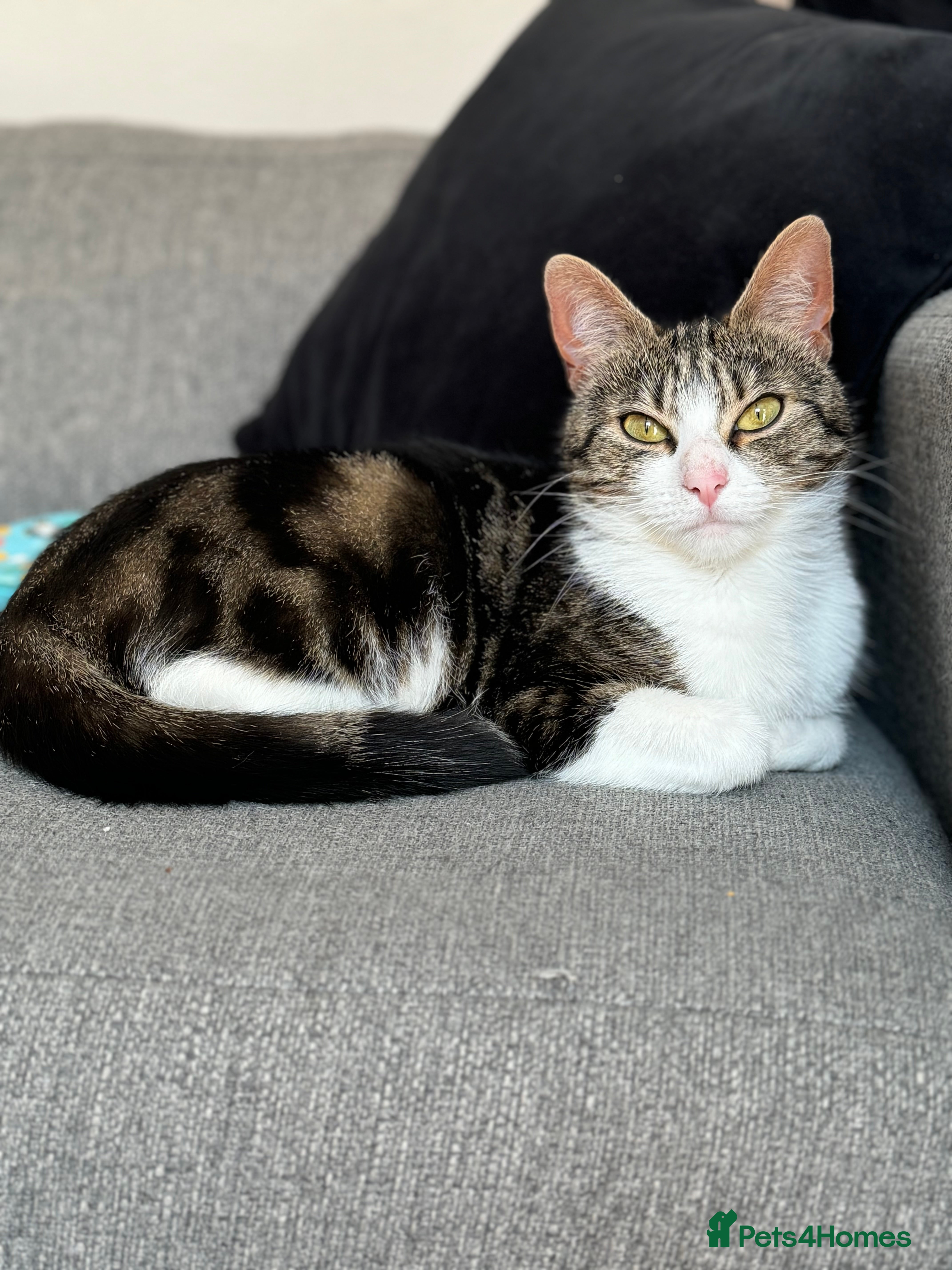 Domestic Shorthair cats 4 year old for adoption - Advert 1