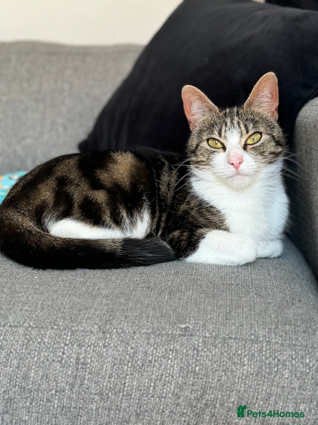 Domestic Shorthair cats for sale: 4 year old for adoption - Advert 1