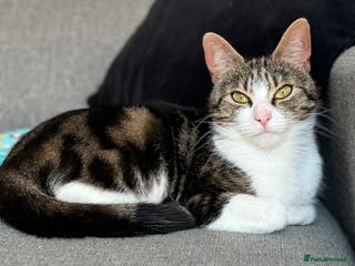 Domestic Shorthair cats 4 year old for adoption - Advert 1