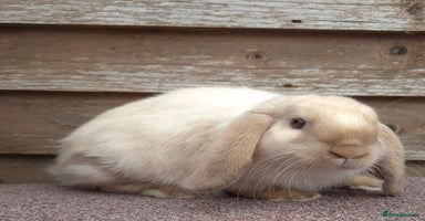 Mini Lop rabbits - Advert 4