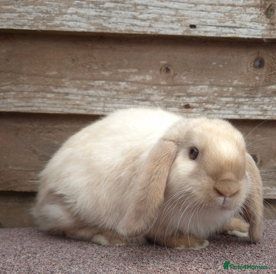 Mini Lop rabbits for sale: Mini lops - Image 2