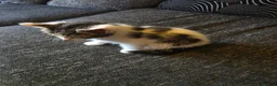 Mixed Breed cats for sale: 3 beautiful kittens mix breed in King's Lynn - Advert 3
