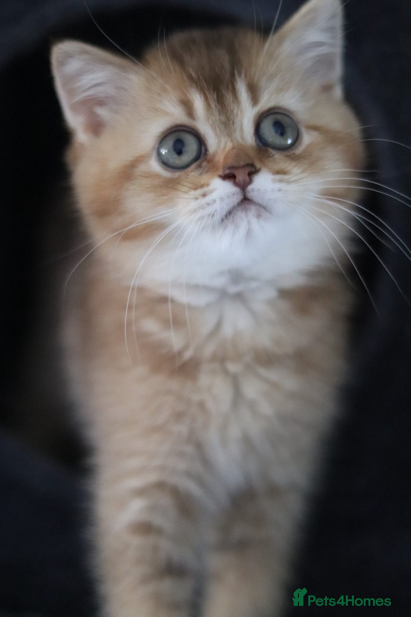 British Shorthair cats 🌟 Luxury Champion line Golden BSH Girl 🌟 - Advert 2
