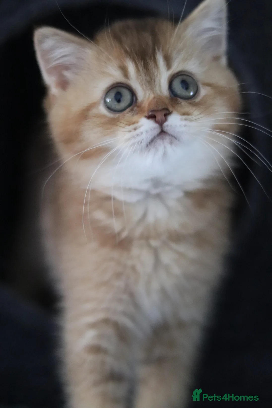 British Shorthair cats for sale: 🌟 Luxury Champion line Golden BSH🌟 - Advert 2