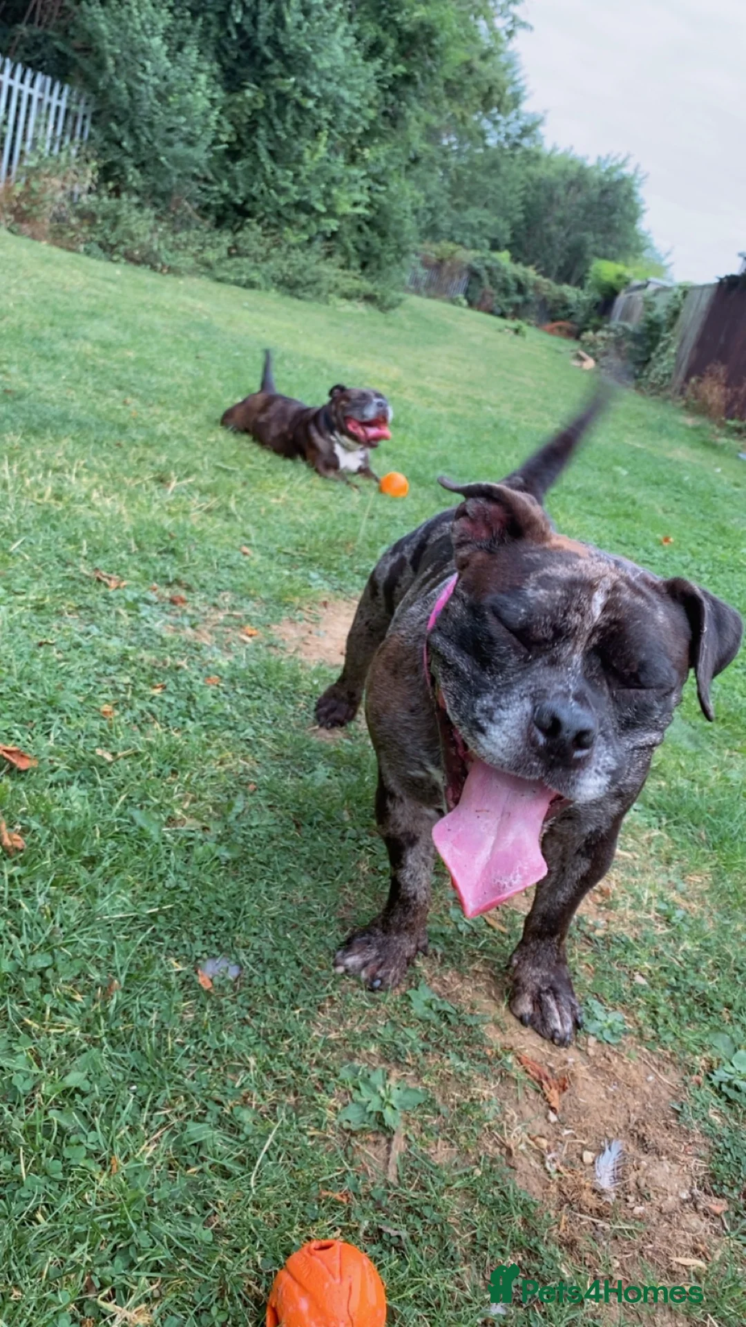 American Bully dogs for sale: Pocket bully  in Sunderland - Advert 1