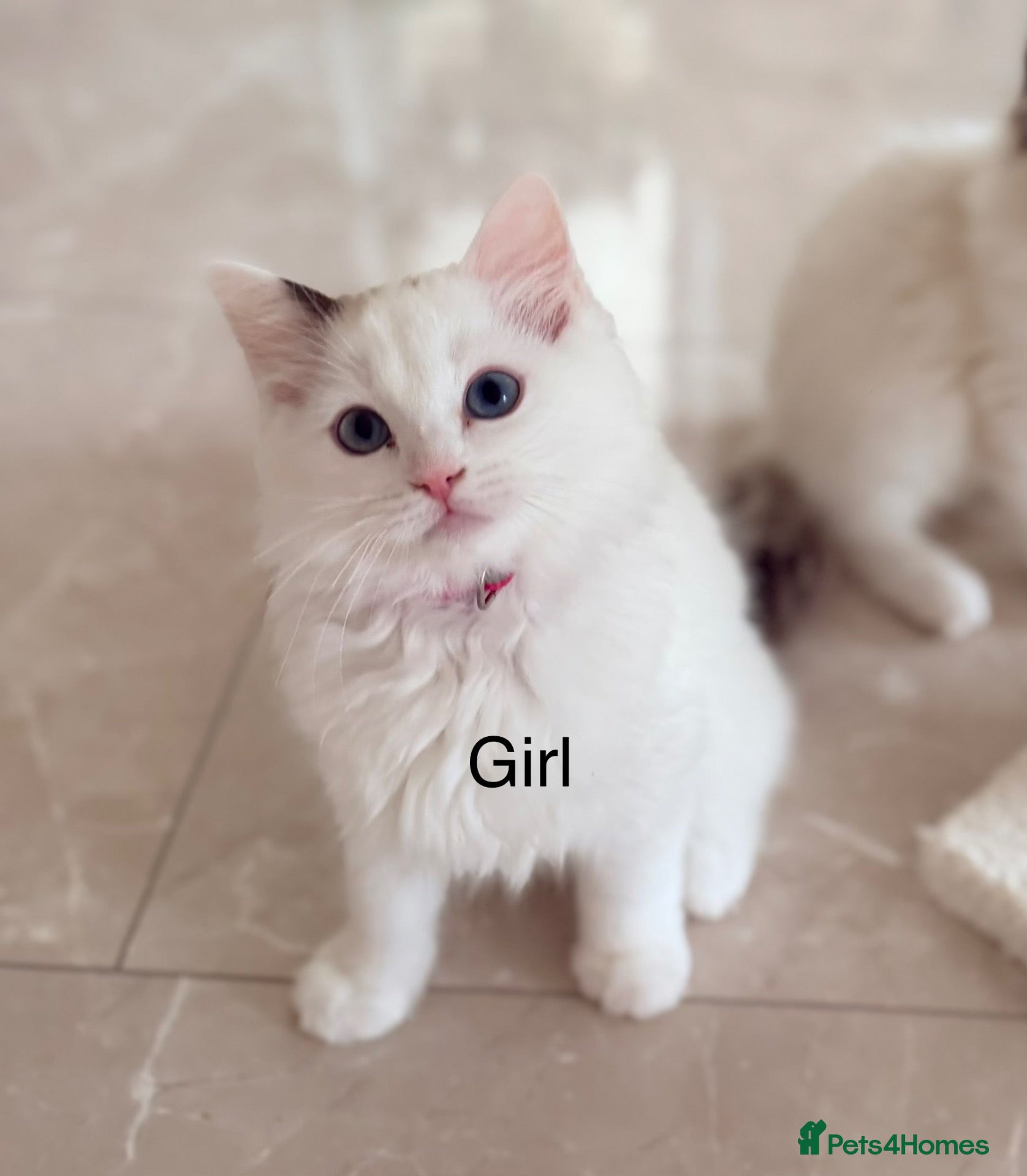 Ragdoll cats Beautiful Ragdoll kittens from European lines - Advert 2