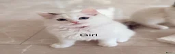 Ragdoll cats for sale: Beautiful Ragdoll kittens from European lines - Advert 2
