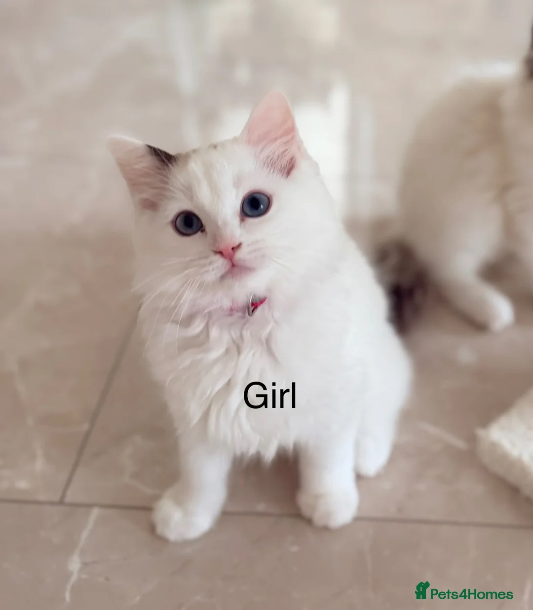 Ragdoll cats for sale: Beautiful Ragdoll kittens from European lines - Advert 2