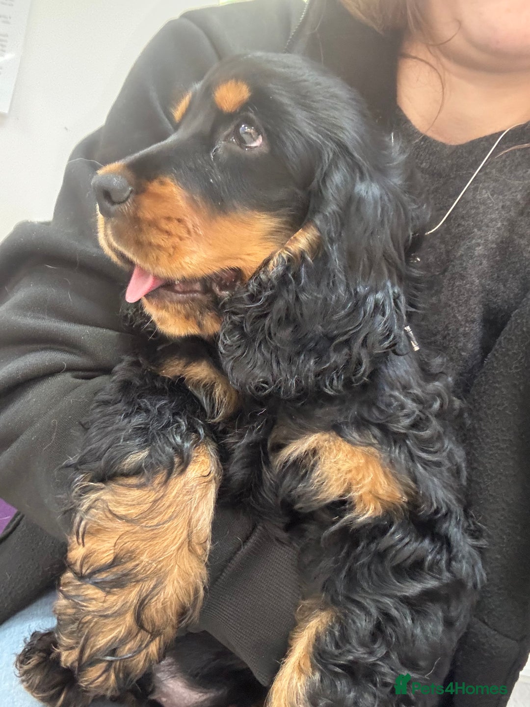 Cocker Spaniel dogs for sale: Sadly back available stunning show boy - Image 8
