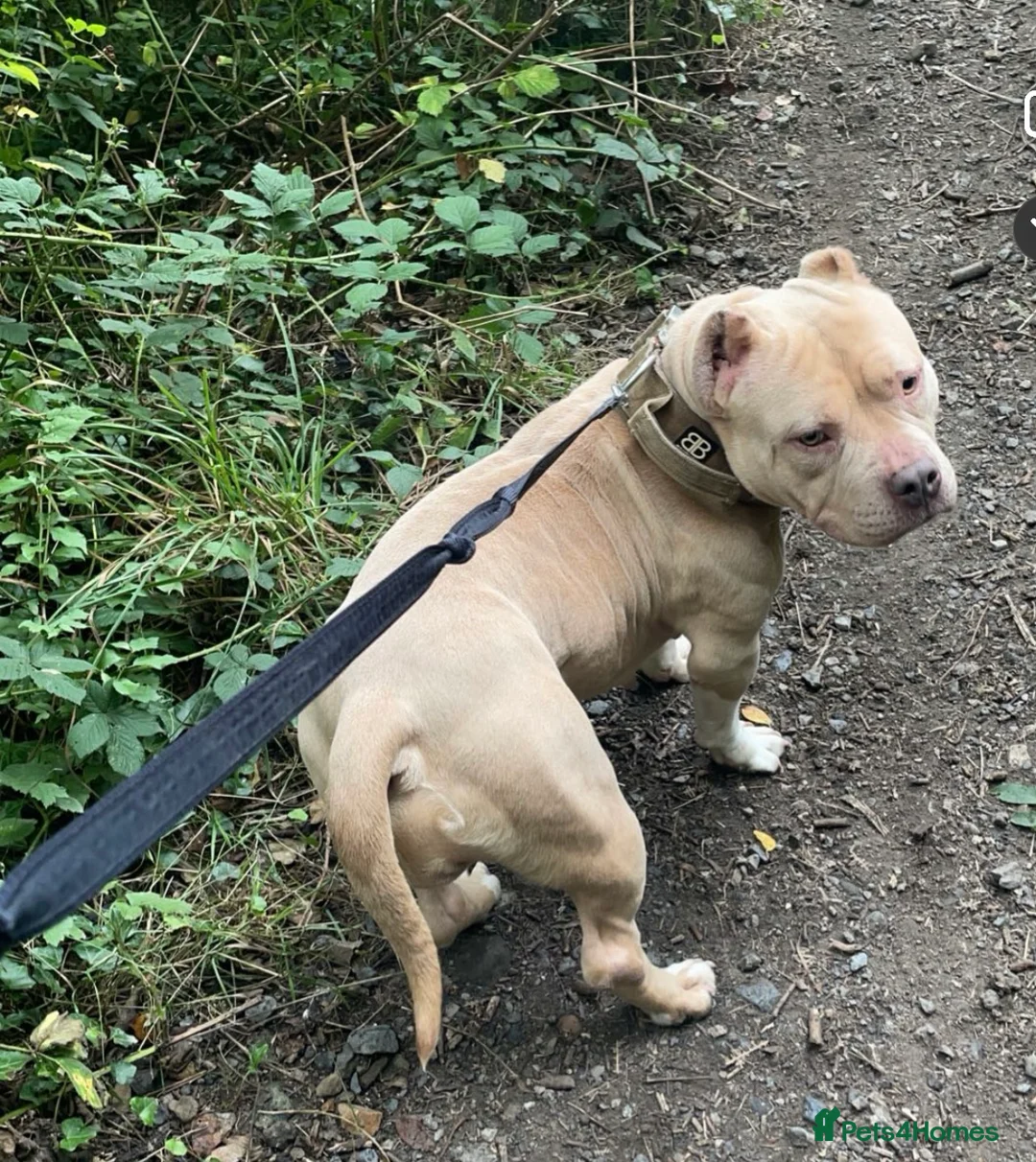 American Bully dogs for sale: Pocket bully  - Advert 4