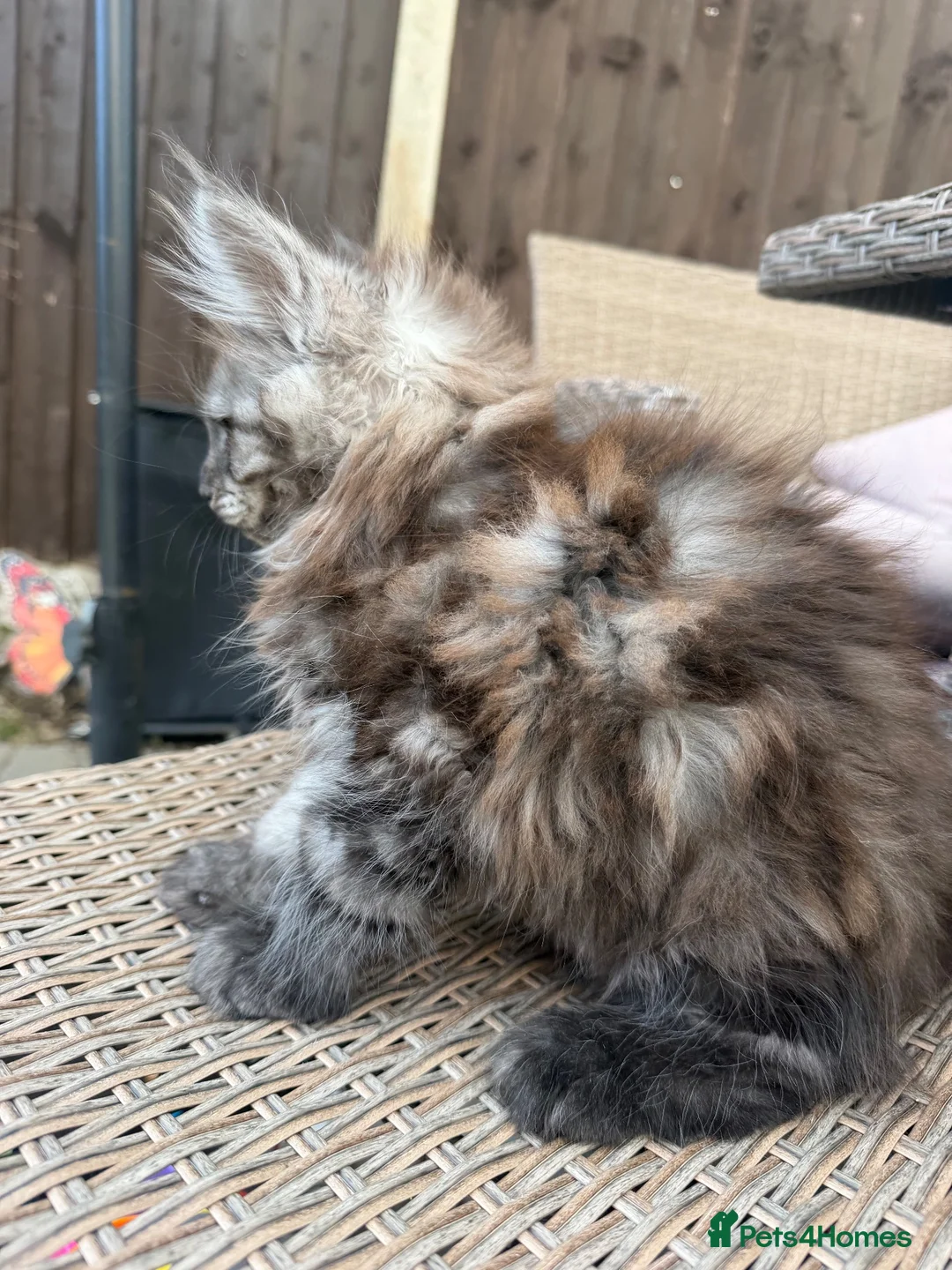 Maine Coon cats for sale: Ready now ⭐️ Maincoon Tica kittens - Advert 2