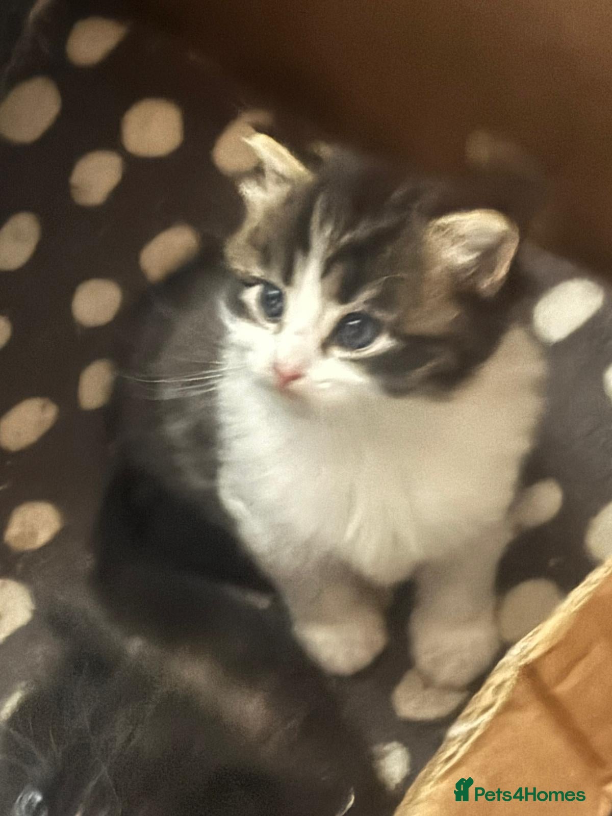 Norwegian Forest Cat cats 9 weeks old kittens - Advert 5