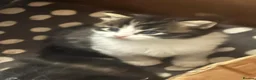 Norwegian Forest Cat cats for sale: 9 weeks old kittens - Advert 1