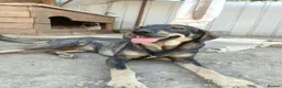 Mixed Breed dogs for adoption: Ariel 18 month Macedonian rescue  - Advert 3