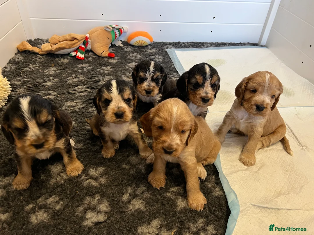 Cocker Spaniel dogs for sale: Exceptional Health Tested Show Cocker Spaniel - Advert 4