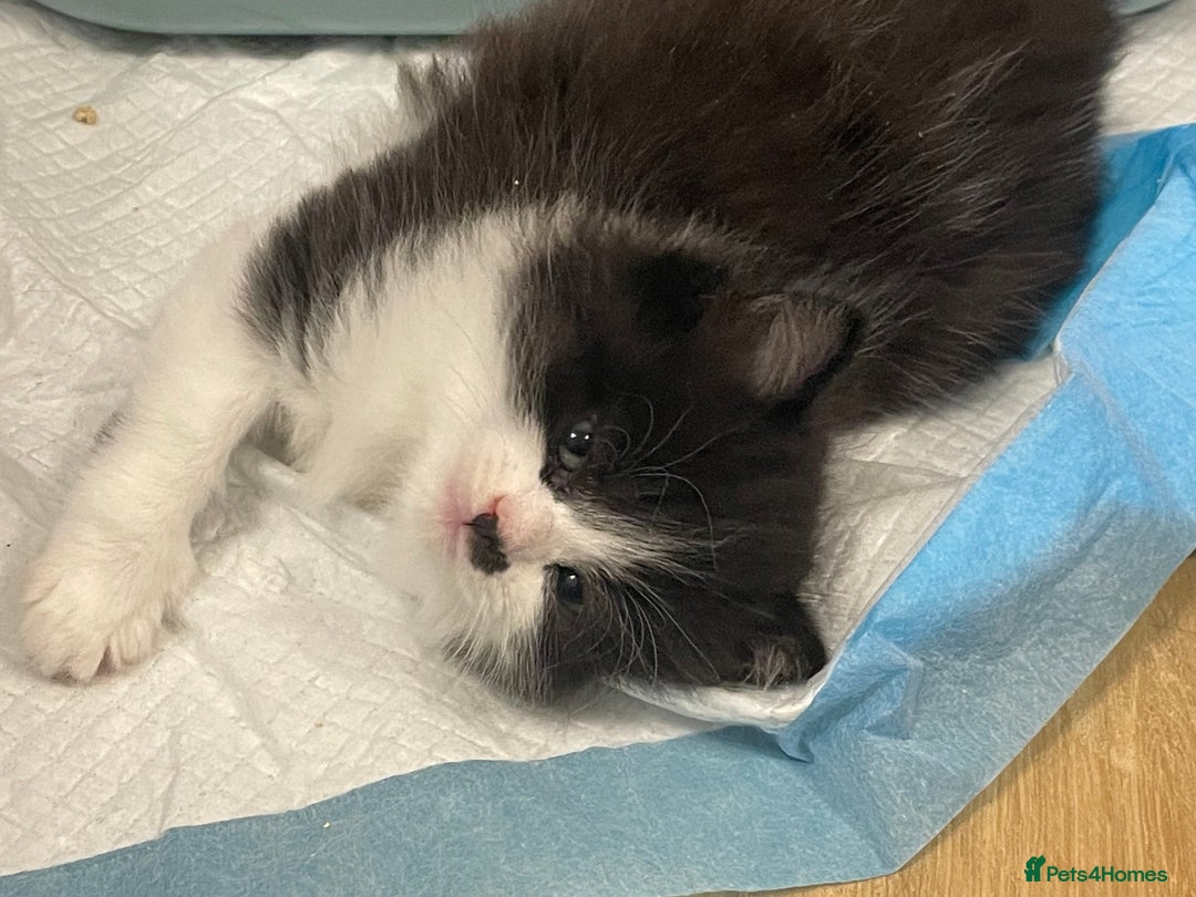 Mixed Breed cats for sale: Ready to go 1 Black and white girl left - Image 12