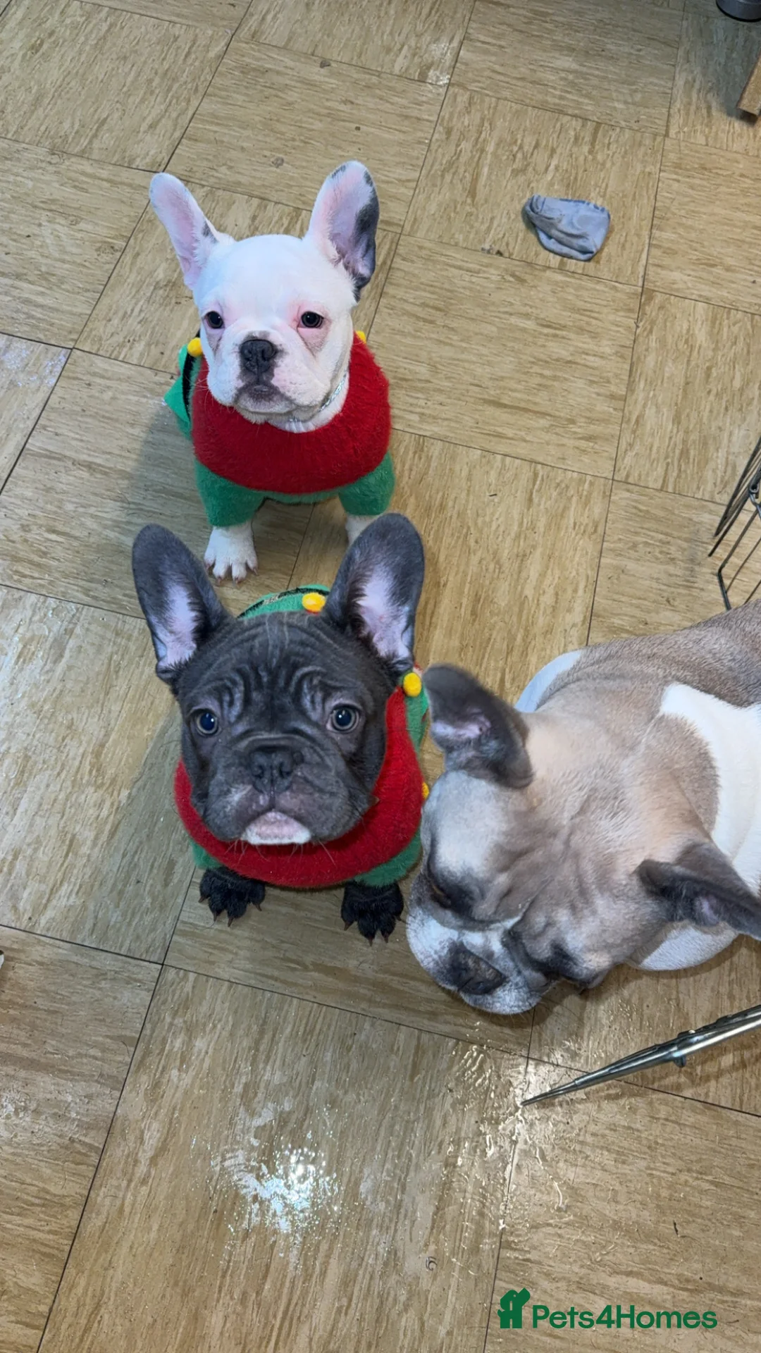 French Bulldog dogs for sale: 2 female French Bulldog –14 weeks old💙 🐾 - Advert 4