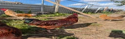 Chickens poultry for sale: Free Roosters  in Rotherham - Advert 6