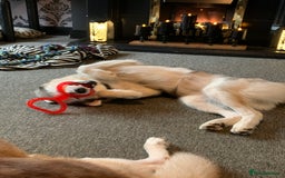 Siberian Husky dogs for sale: Beautiful Siberian husky girl in Bolton - Image 7