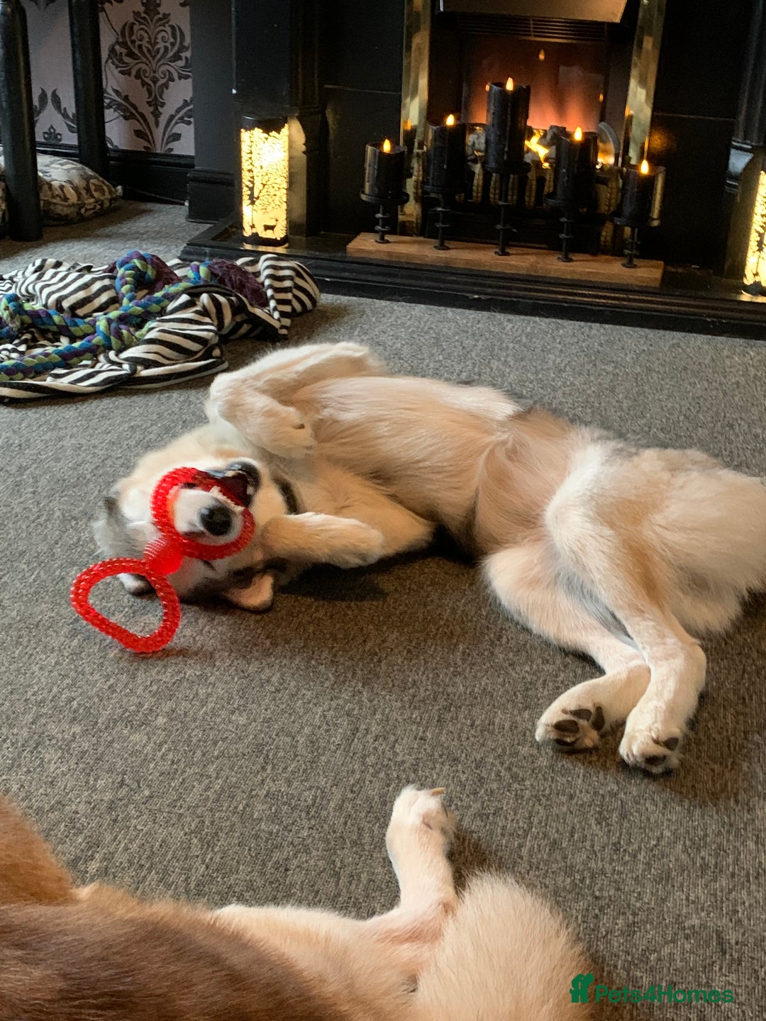 Siberian Husky dogs for sale: Beautiful Siberian husky girl in Bolton - Image 7