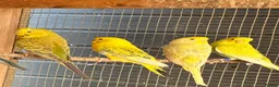 Budgerigars birds for sale: Aviary-bred Budgies’s  - Advert 5