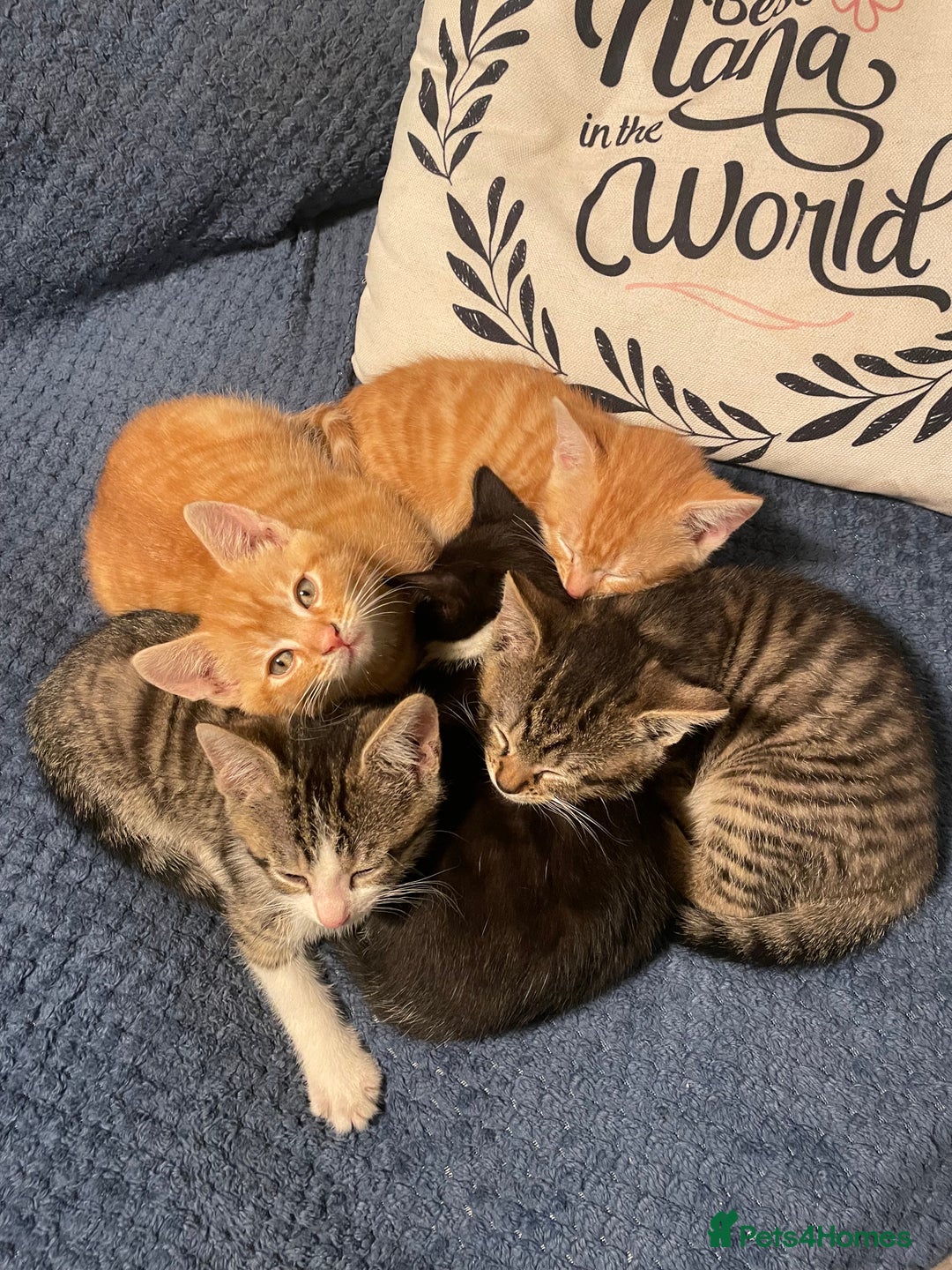 British Shorthair cats for sale: 5 kittens, 1 cat.  - Advert 2