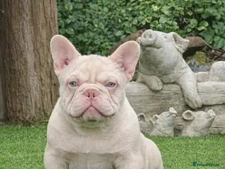 French Bulldog dogs Full pink carrying fluffy and test choc - Advert 1