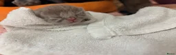 Ragdoll cats for sale: Ragdoll x British Shorthair blue kittens  - Advert 6